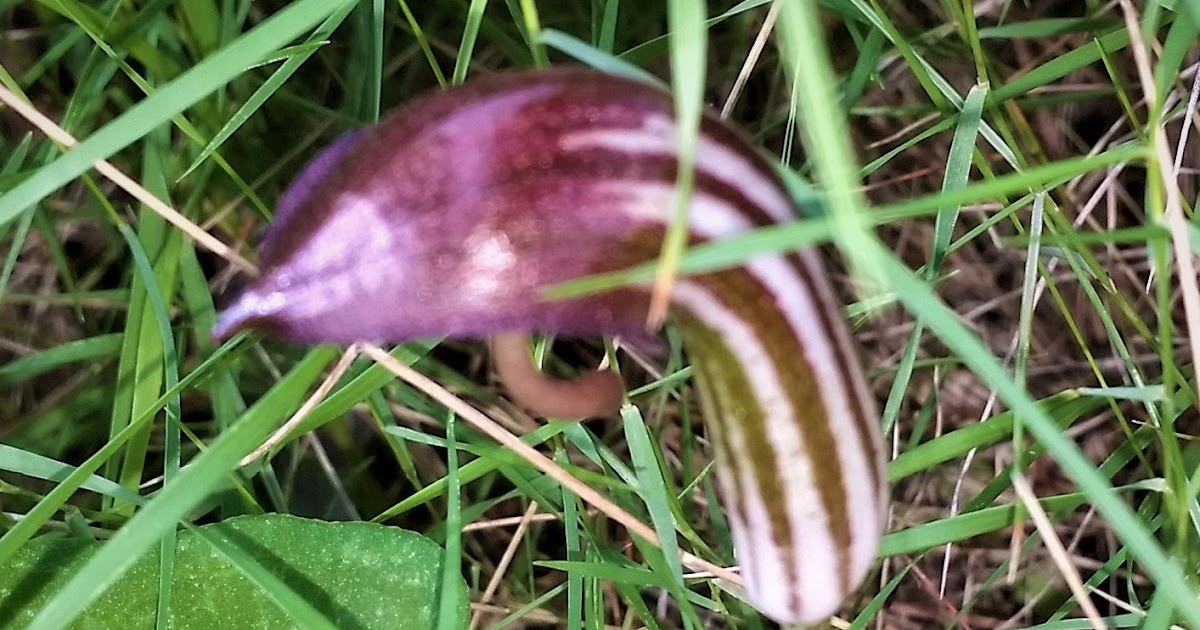 A POEM A DAY NATTY DRESSER