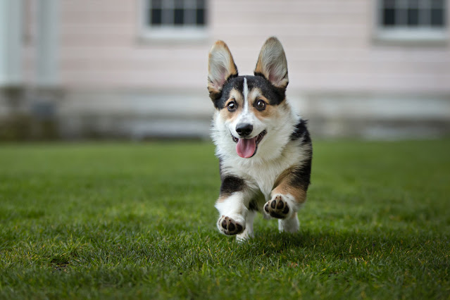 Positive reinforcement is effective at training dogs. Photo shows Pembroke Welsh Corgi running