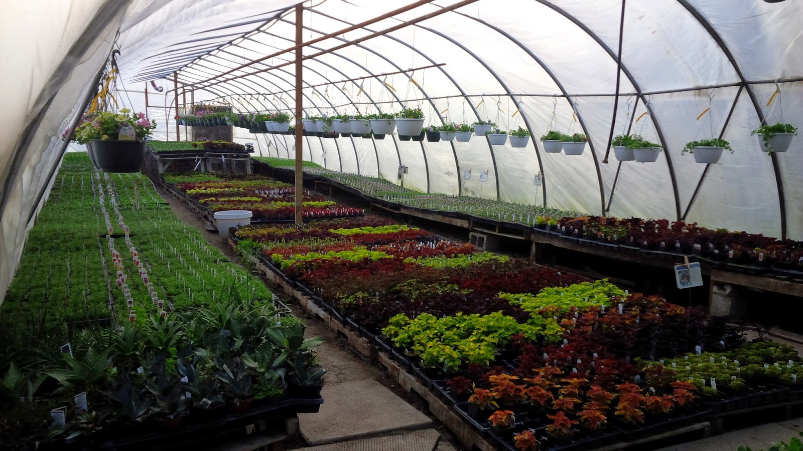 HuttWrite Voice Our Farm Greenhouses