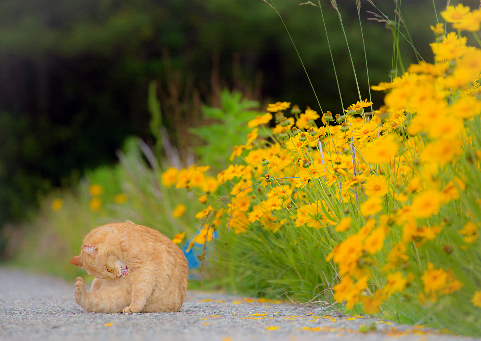 Japan Stray Cats Photographers: 〇web個展 (6/7) お花と猫さん いこねこ #36