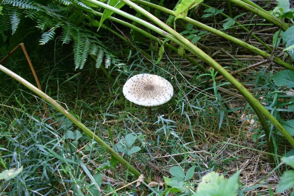 Mycelium sur grains de Champignon de Paris Bio – La Mycosphère