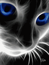 gatitos gif con movimiento para móviles o teléfonos celulares