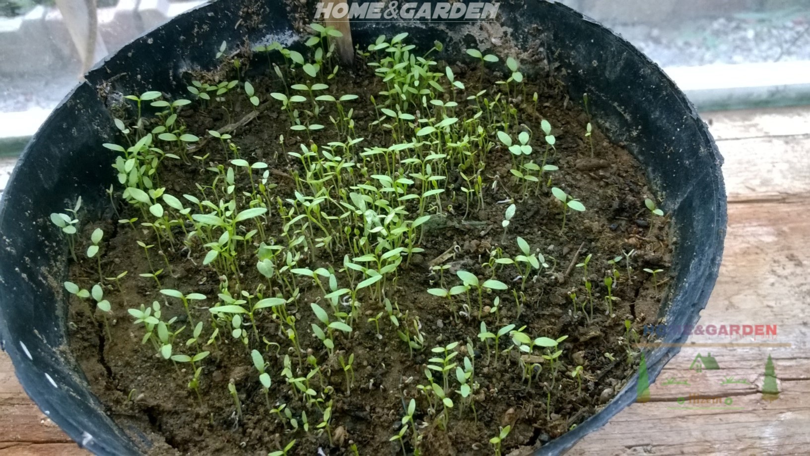 How To Grow Organic Celery