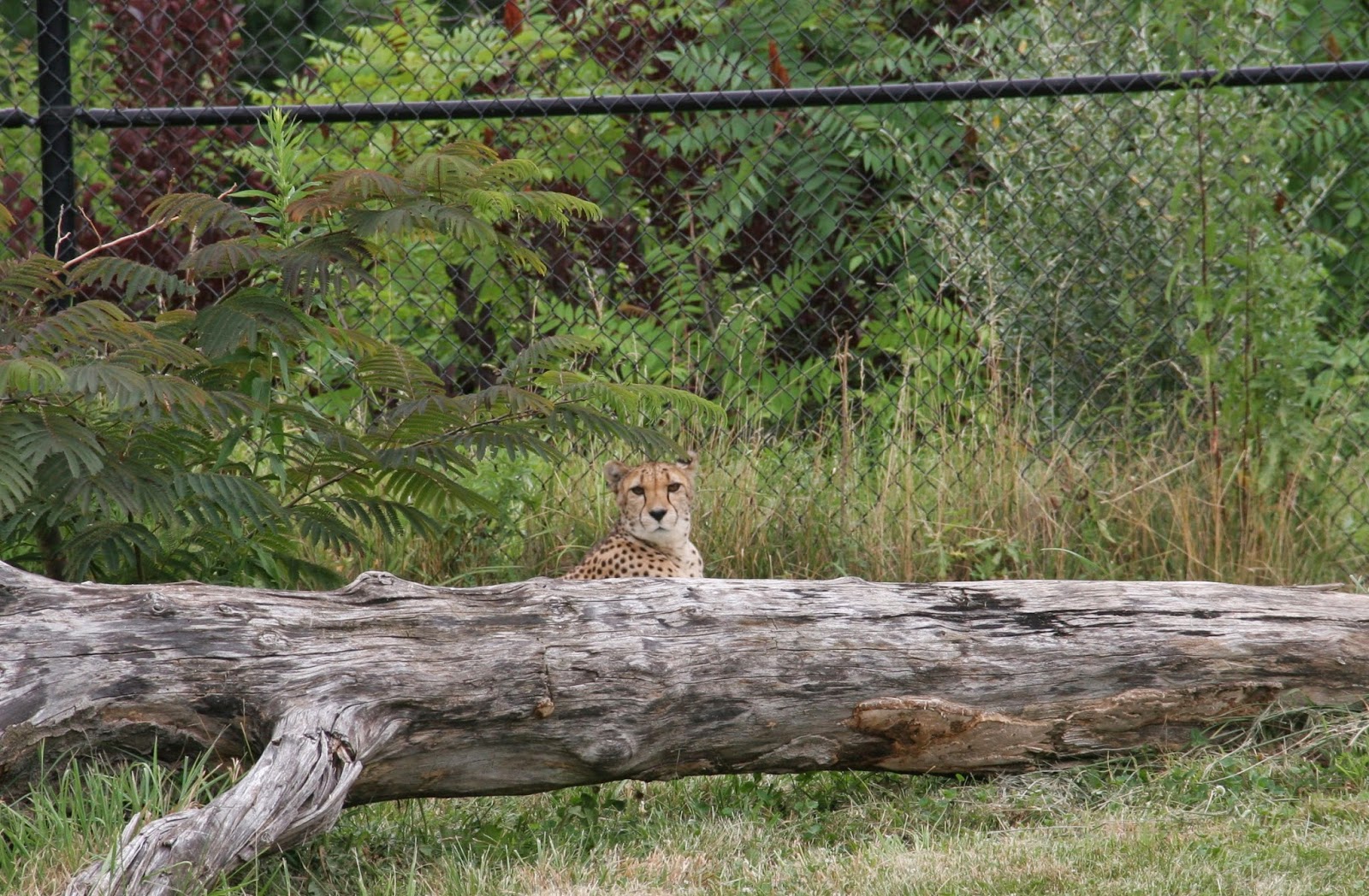 View From The Porch: Why are cheetahs listed as "vulnerable" by IUCN?