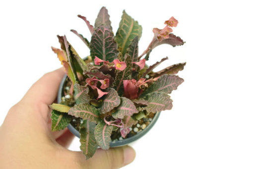 Euphorbia Francoisii caring and tips