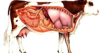 Video Aula De Regencia Verbal E Nominal Video Aula De Regencia Verbal E Nominal
