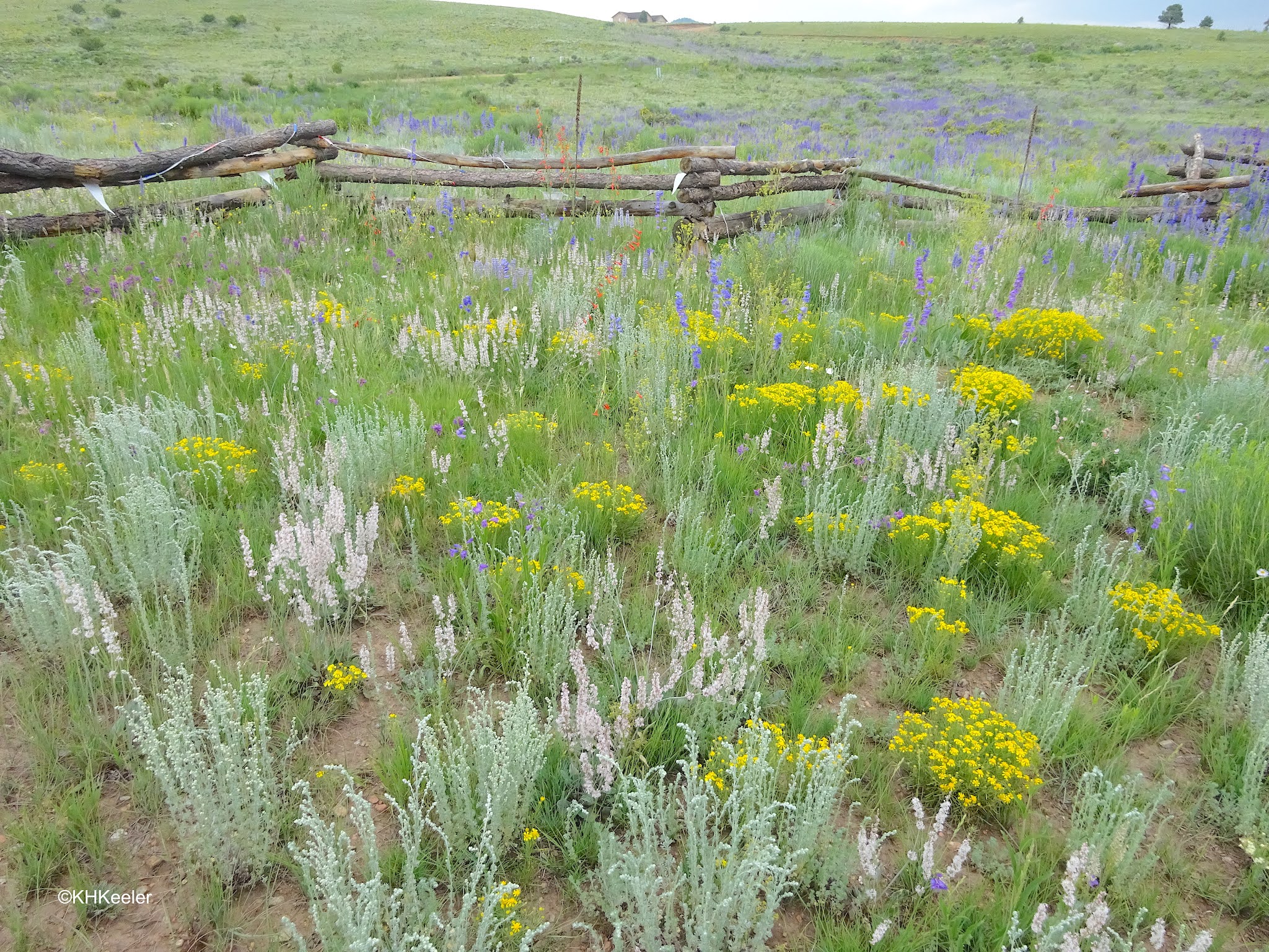 A Wandering Botanist New Mexico Roadside Wildflowers