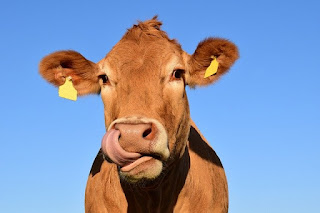 scientist names of cow