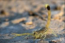 Interesting deathstalker scorpion facts