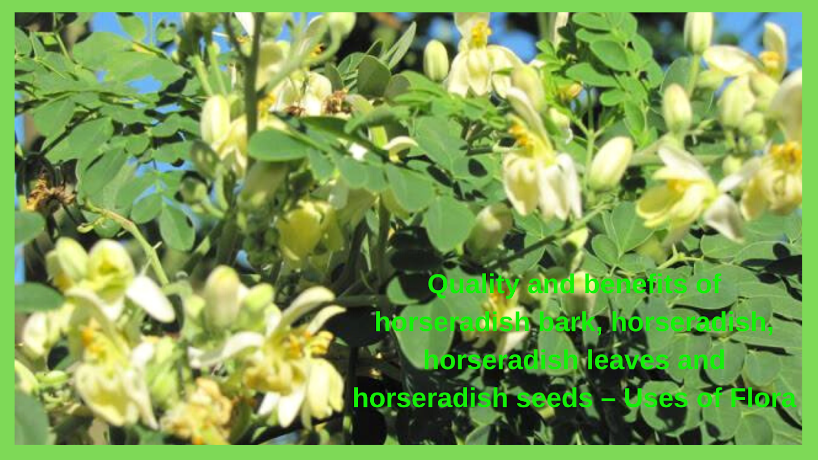 Quality and benefits of horseradish bark, horseradish, leaves, and