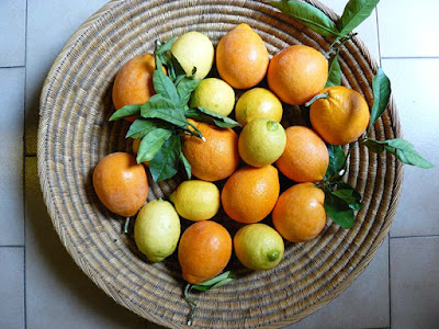10 أغذية مدهشة غنية بالكولاجين Oranges-and-lemon