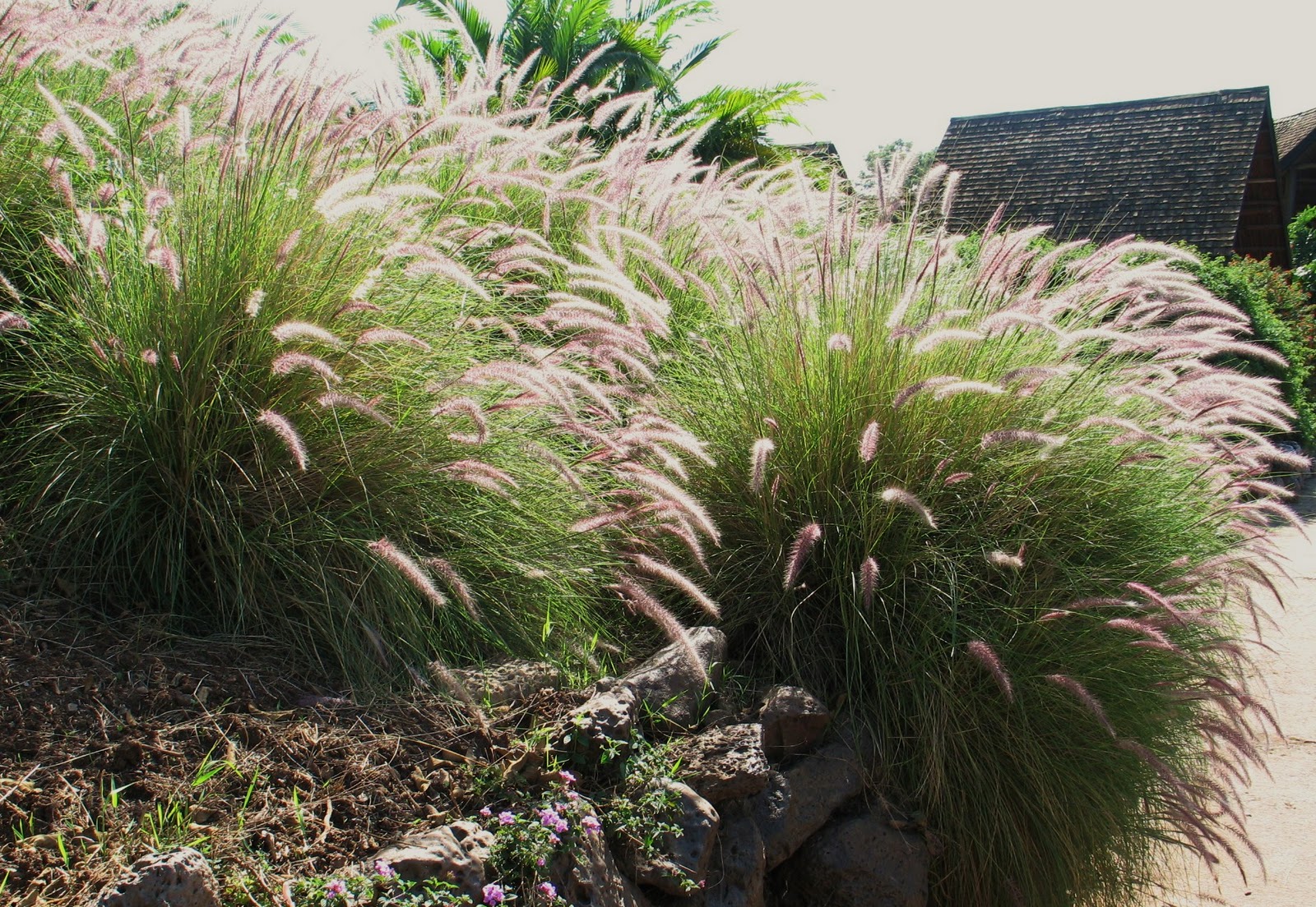 Biotope Design African grasses