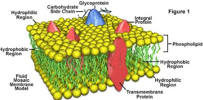 Struktur Dan Fungsi Membran Plasma