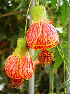 Jardineria, Catalogo de Plantas: Abutilon Striatum