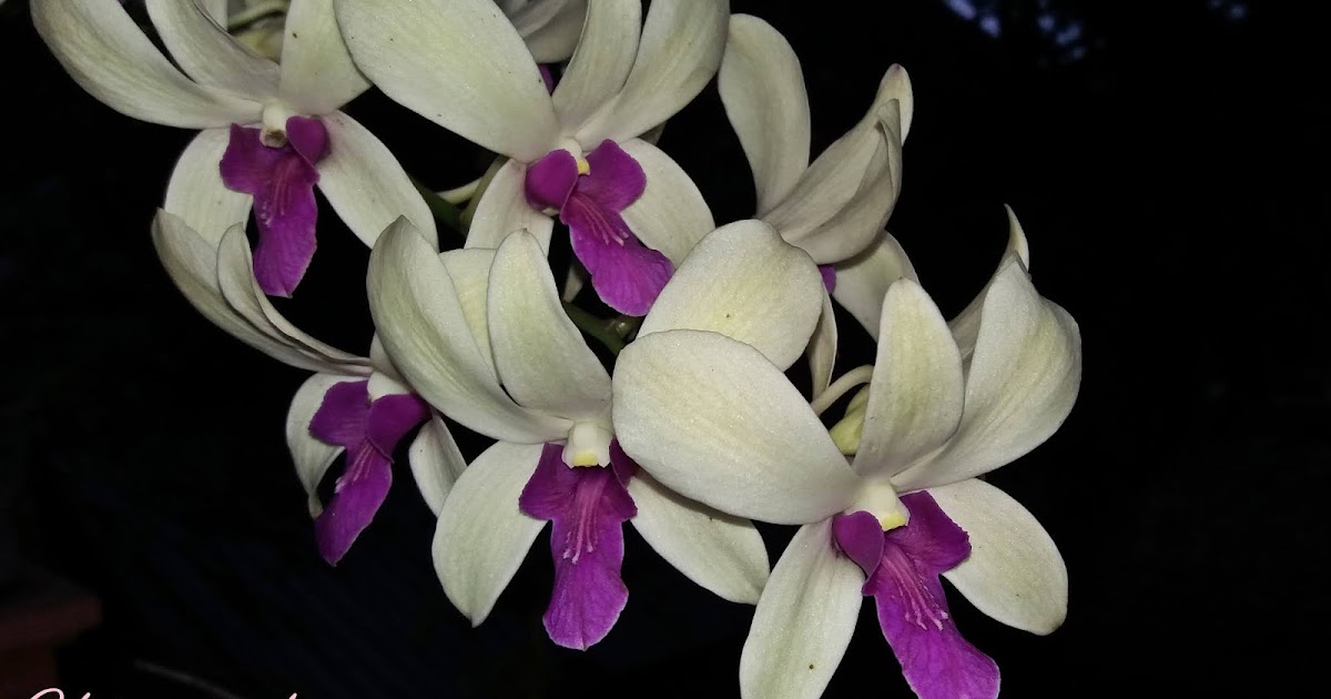 Dendrobium Orchid Leaves Curling Orchid Flowers