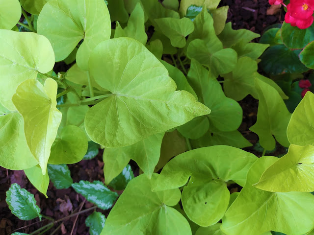 Ipomea o batata ornamental (Ipomoea batatas var. "Margarita").