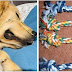 Une maîtresse désespérée alerte sur les dangers des jouets en corde, après l'accident qui s'est produit avec son Golden Retriever