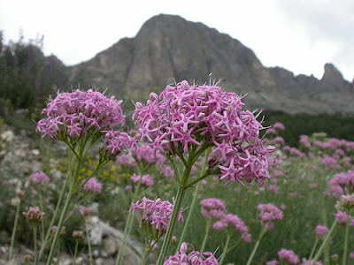 Centranthus angustifolius