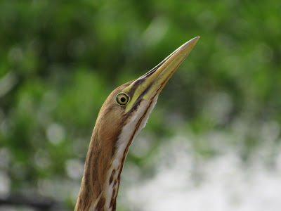 california bird photography