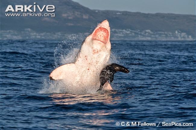 great white shark and brown fur seal