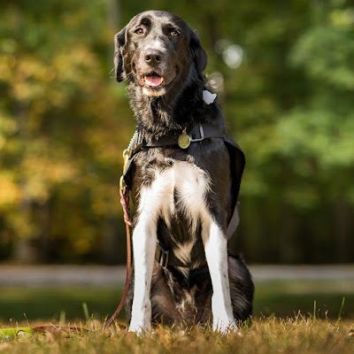 Two Handed Stitcher Friday Flowers Rhododendron