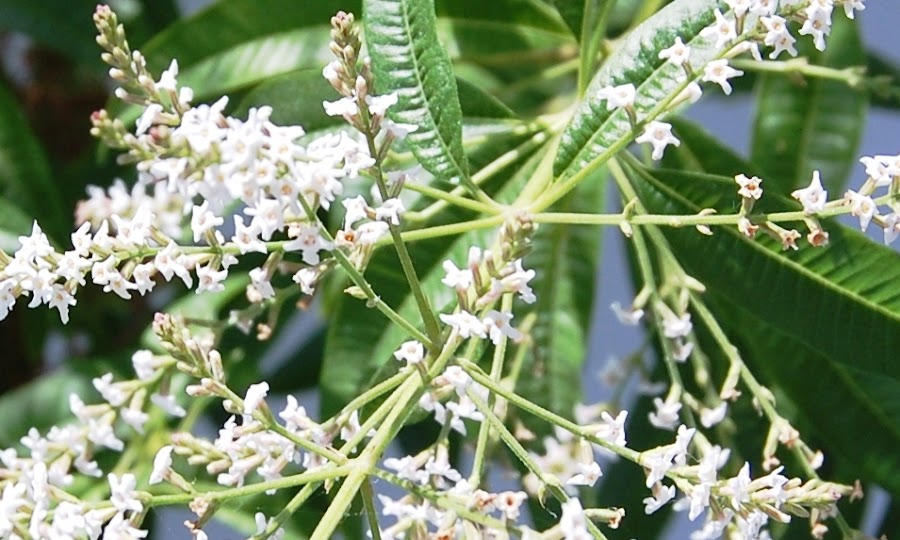 TÉ DE MARÍA LUISA - VERBENA DE LAS INDIAS