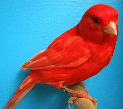 10 Gambar Burung Kenari Merah Anakan Dan Indukan Gambar Foto