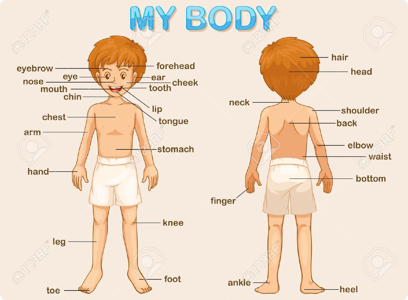 English Practice Prom 2023 Parts Of The Body