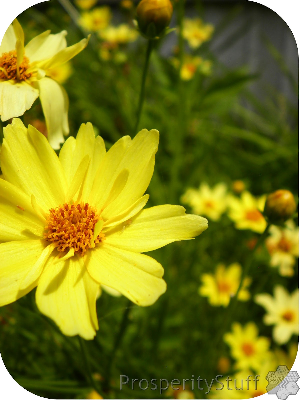 ProsperityStuff Quilts Yellow Perennials