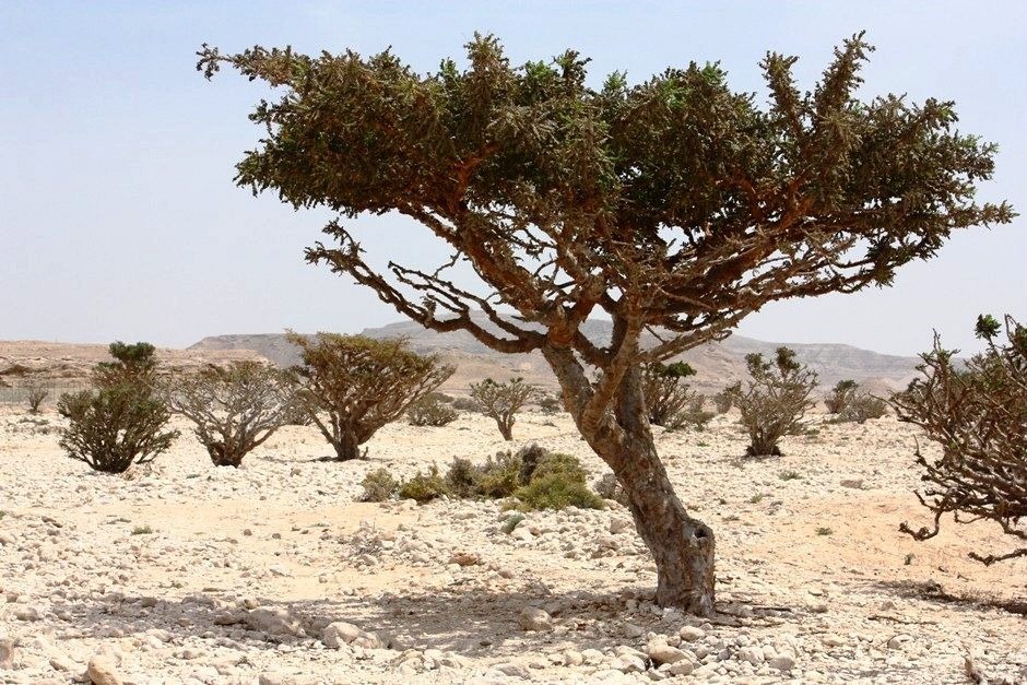 Spiritual Vigor The Frankincense Trees of Wadi Dawkah