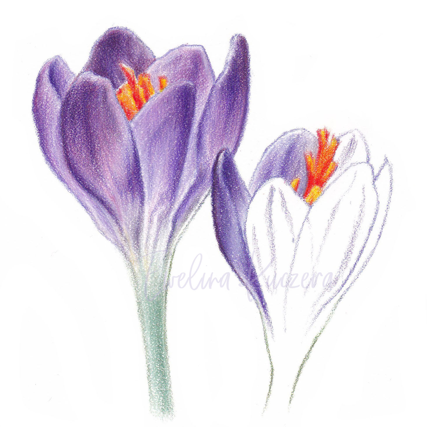 Realistic Flowers in Colored Pencil