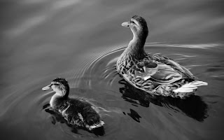 Baby Duck and Mother Duck Swimming Greyscale HD Wallpaper