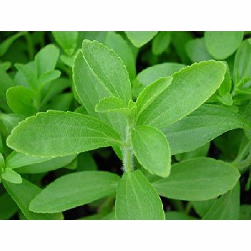 Stevia un endulzante de la naturaleza Origenes de la stevia o estevia