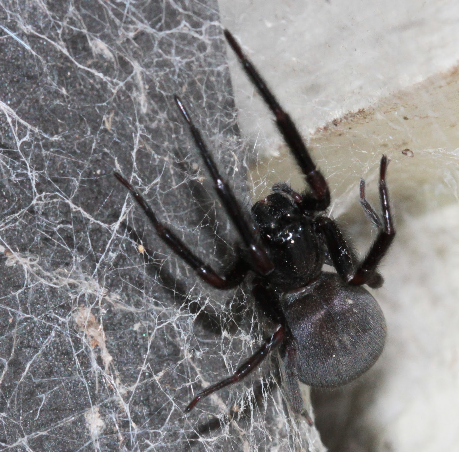 The Spiderblogger I Always Love The Black House Spiders
