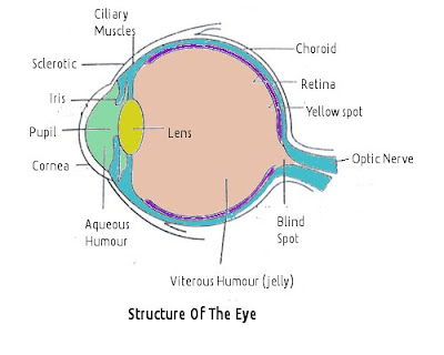 CBSE Class 10 - Physics - The Human Eye and Colourful World (Very Short Q and A)(#cbsenotes)