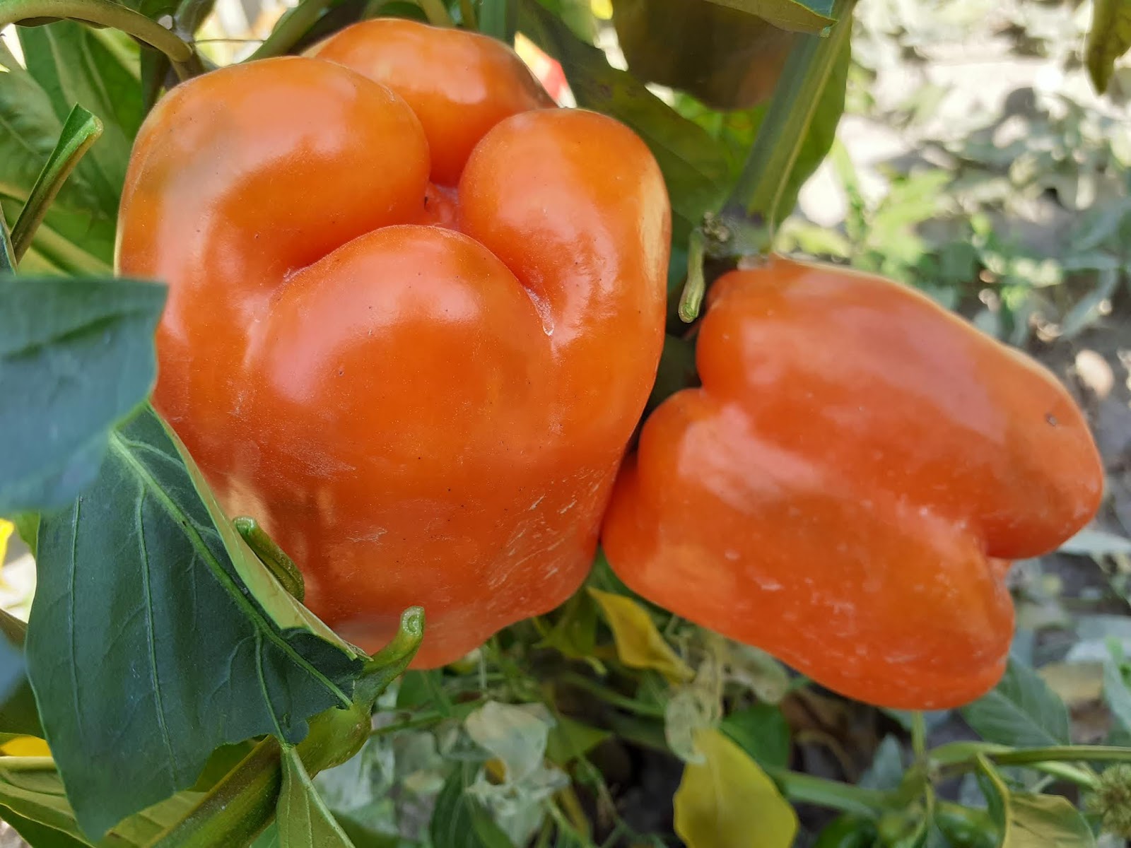 перец фламенко. перец златогривый лев сибирский сад. перец сладкий сибирский бонус. перец сладкий суперранний сорта. сорта сладкого перца для сибири.