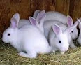jenis dan ciri-ciri kelinci berukuran mini