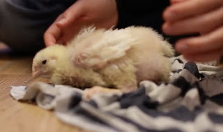 La storia di Louis, un pulcino salvato da un allevamento intensivo grazie all'intervento degli investigatori di Animal Equality.