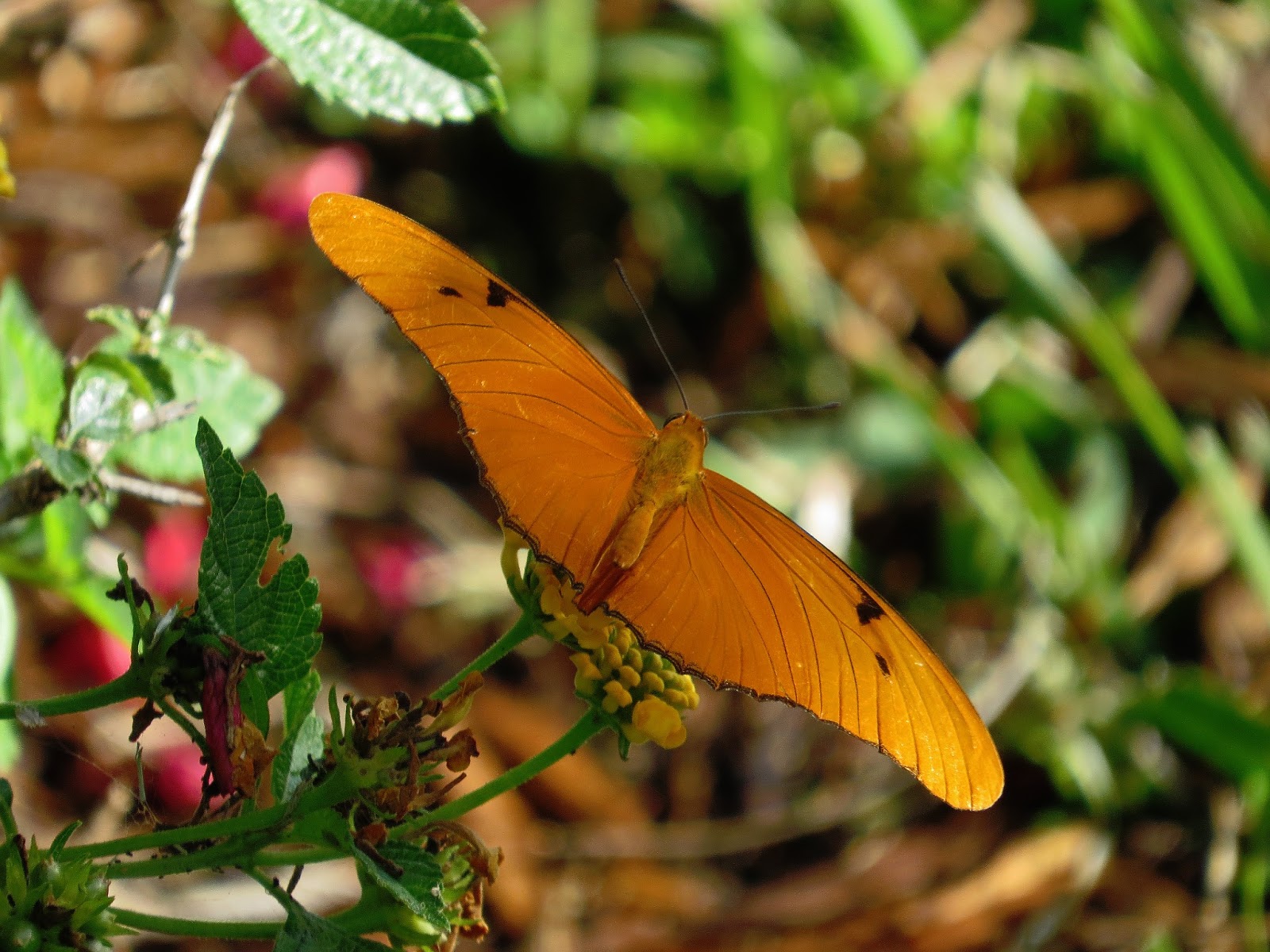 Around the Bend If it is a big orange butterfly, it isn't necessarily