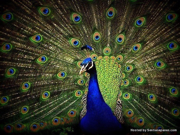 10 Spesis Burung Paling Cantik Di Dunia Sentiasapanas