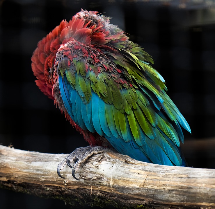 Macaw Wasting Disease Treatment