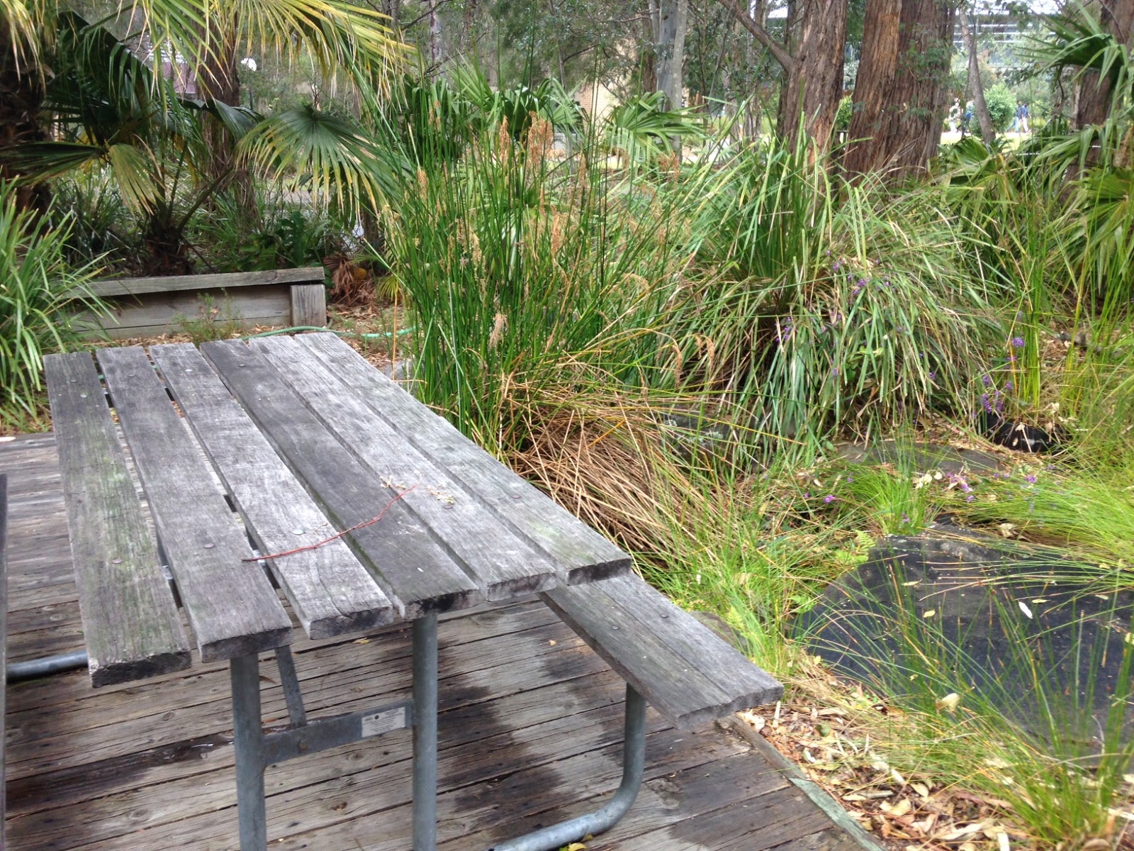 How to create a frogfriendly garden Growing Illawarra Natives