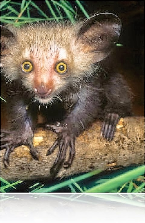 fieggentrio: bizarre, gekke, vreemde en bijzondere dieren.