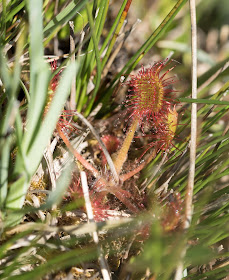 Round-leaved Sundew - Anglesey