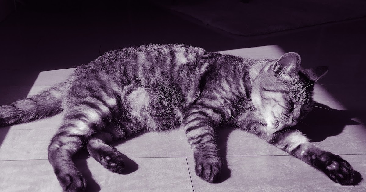 徹底消臭 羽毛布団のオシッコ臭を消す方法 ぷかぷか雑記帳