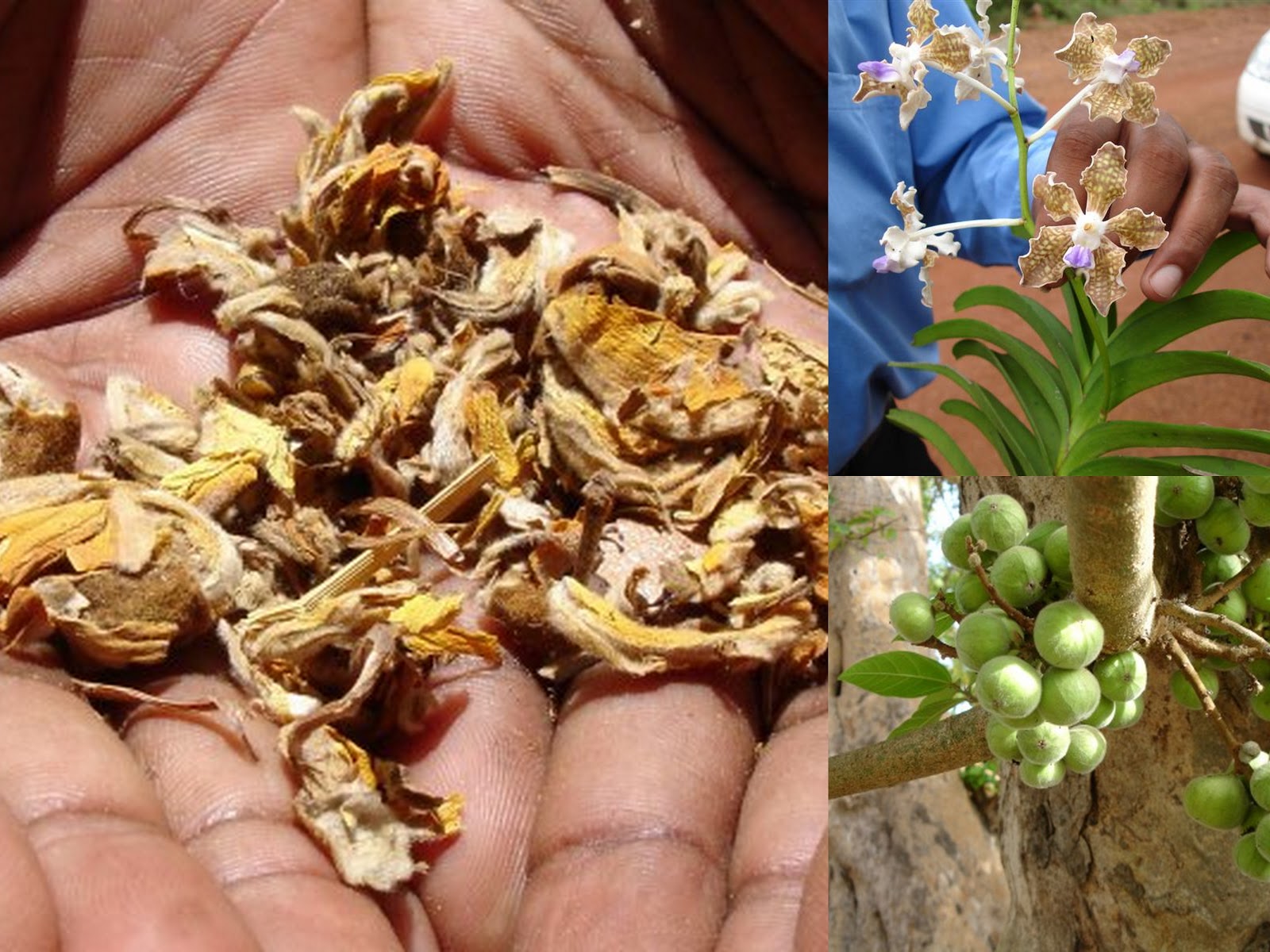 World Literature on Medicinal Plants from Pankaj Oudhia’s Medicinal