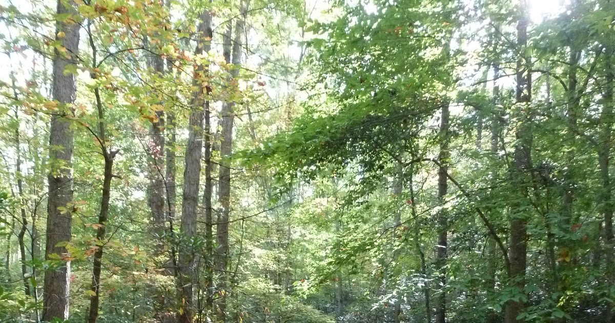 The Continuing Adventures of Eric, Noelle and Sierra Lost Cove, North