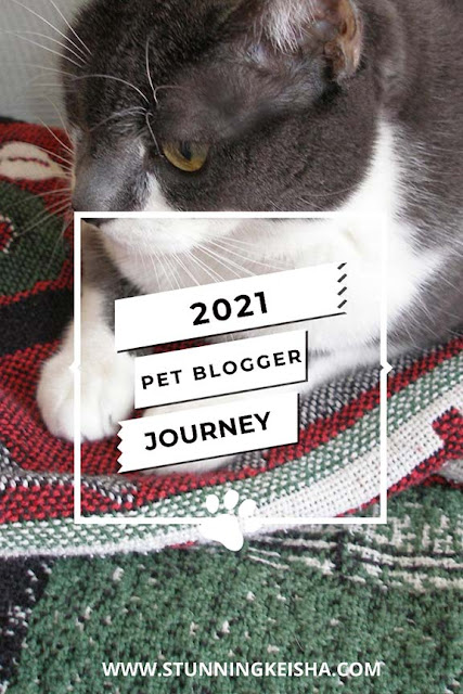 10 Questions on the Pet Bloggers Journey
