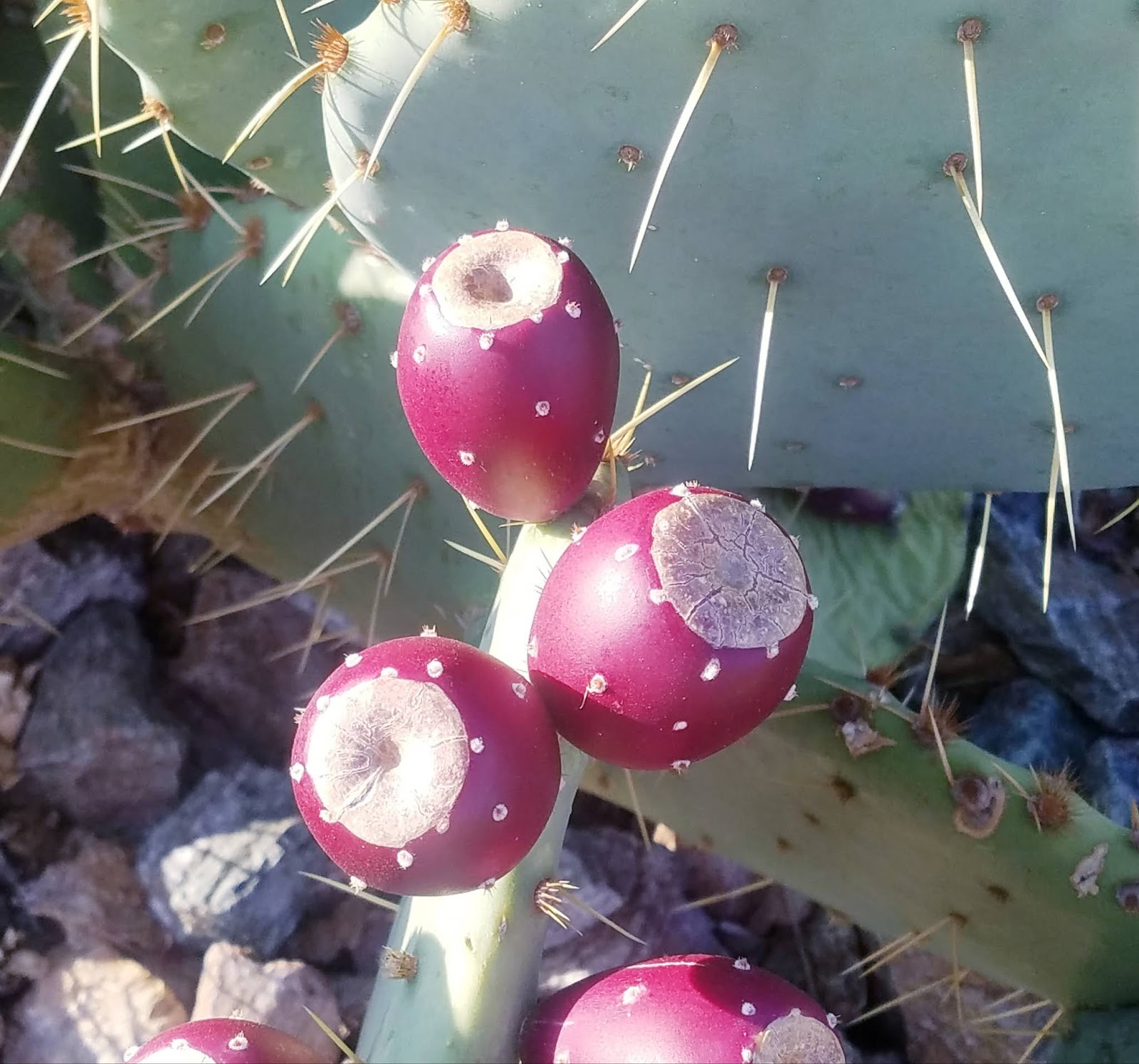 What is a prickly pear?