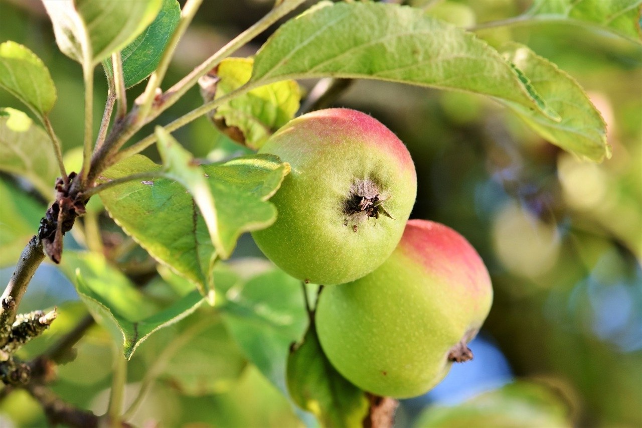 Gambar buah apel hijau Gambar buah apel hijau